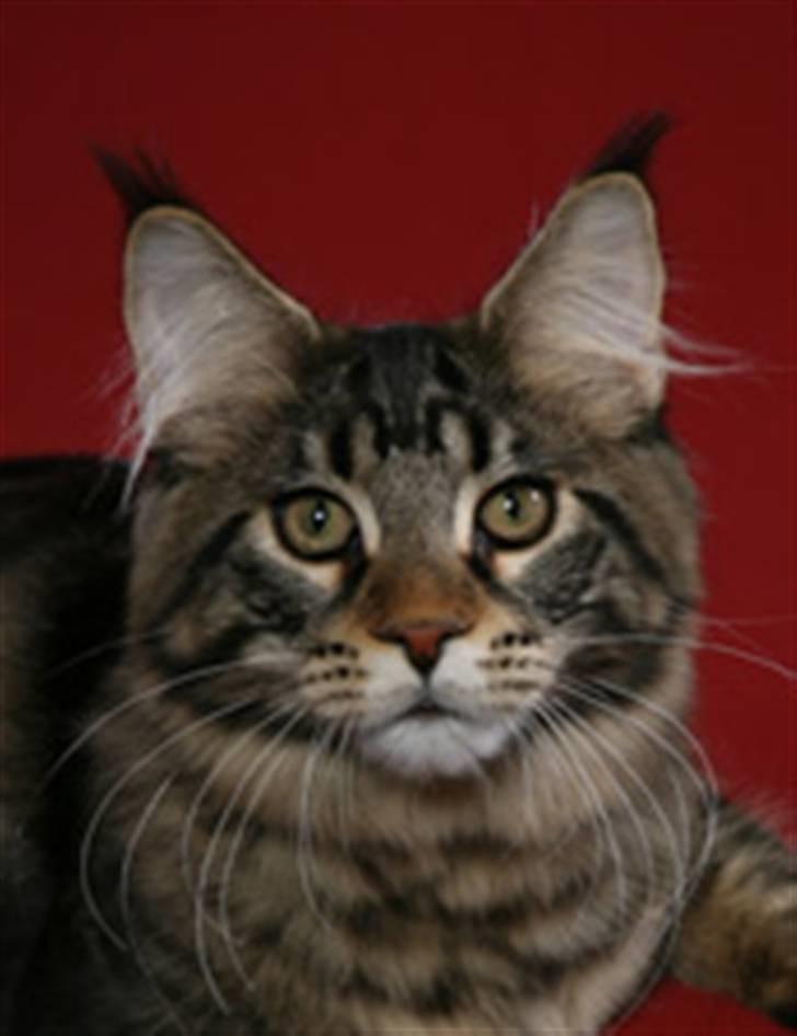 Maine Coon RW QGC MTNest Jackman billede 2
