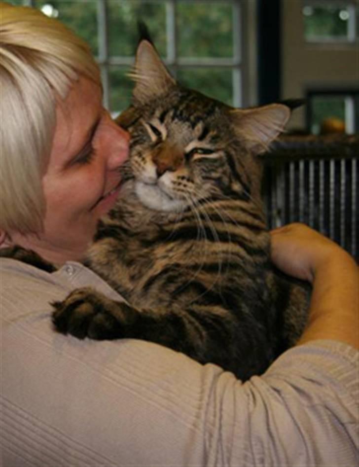 Maine Coon RW QGC MTNest Jackman billede 3