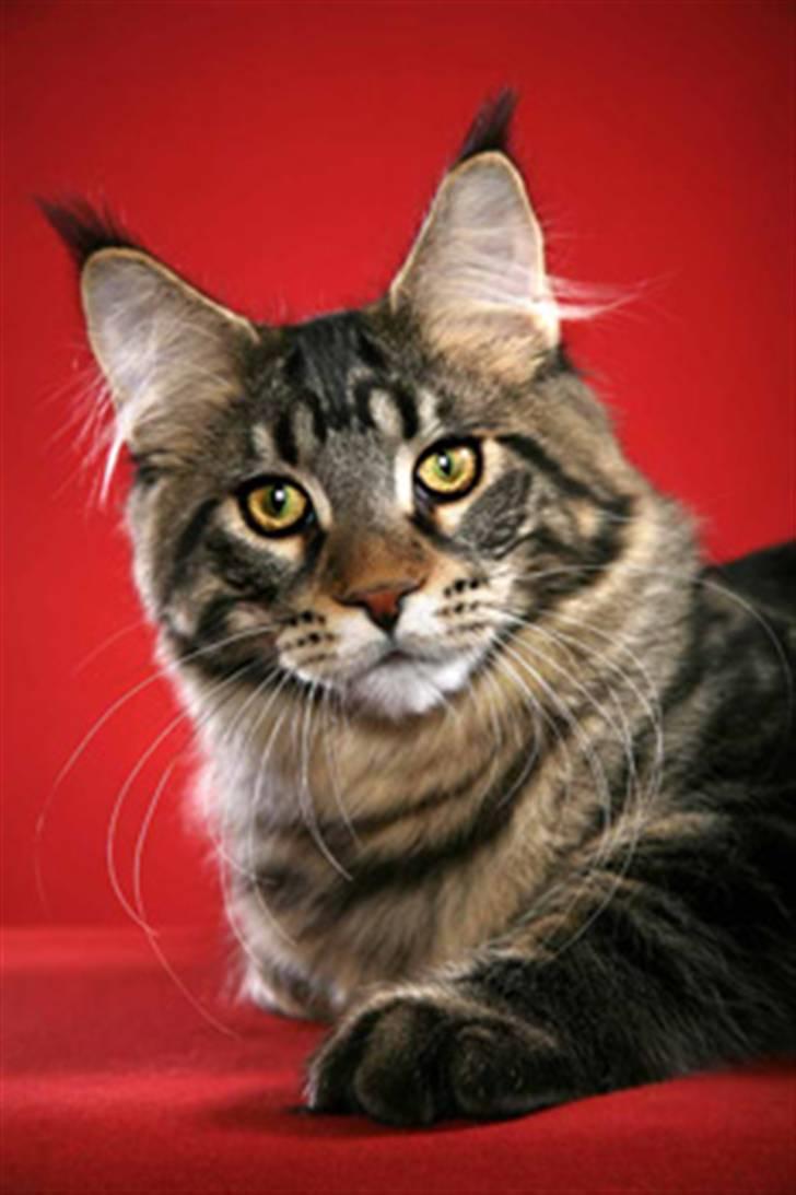 Maine Coon RW QGC MTNest Jackman billede 4