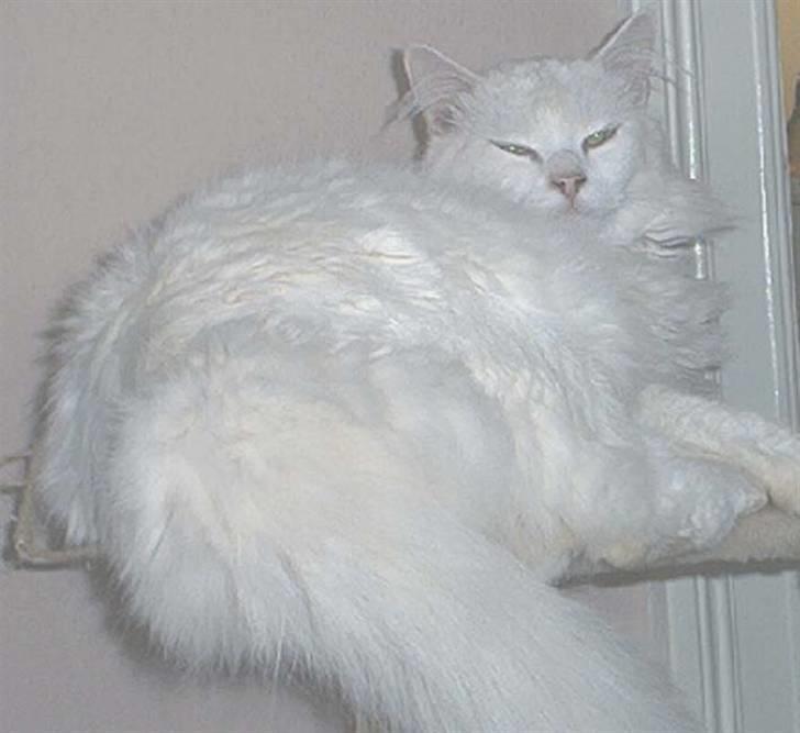 Blanding af racer Albert - 2008.."jaja jeg er lækker" :-) billede 12