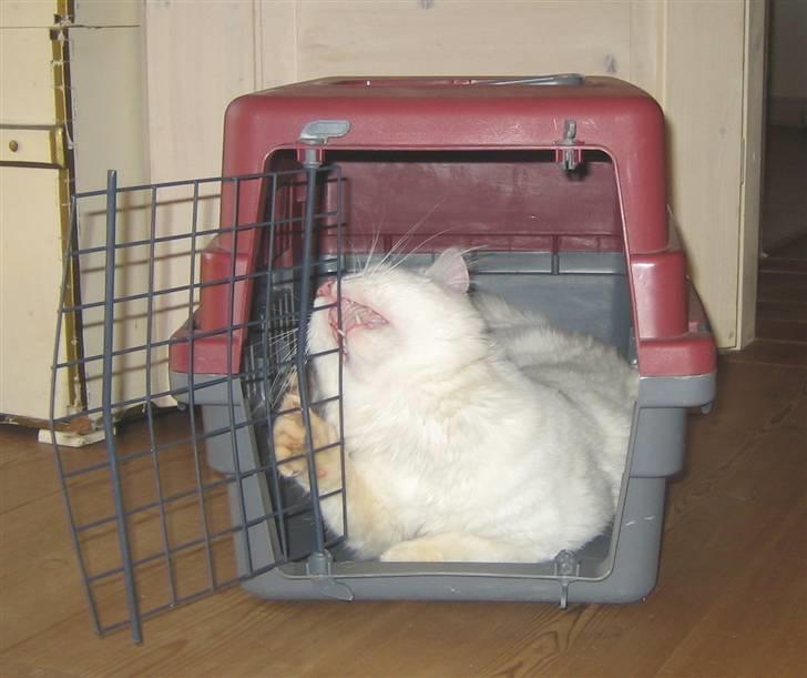 Blanding af racer Albert - 2006.."dumme gitter slet ik nødvendig med den" :-) billede 13