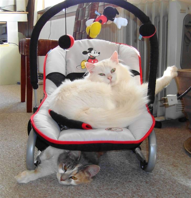 Blanding af racer Albert billede 14