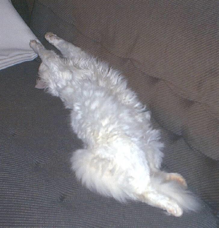 Blanding af racer Albert - "Zzzzzzzzzz.....sover" :-)) billede 15