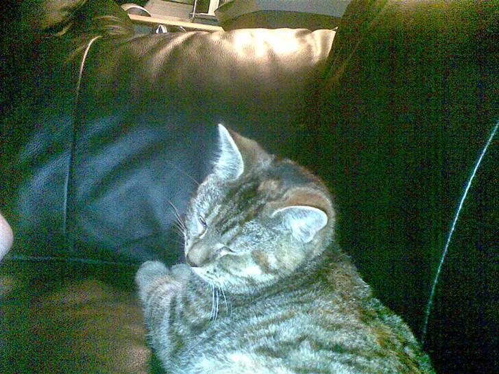 Huskat Sasha billede 7