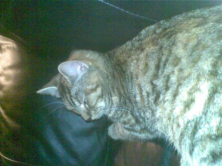 Huskat Sasha billede 8