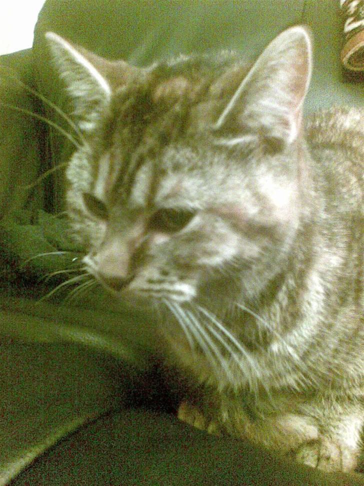 Huskat Sasha billede 9