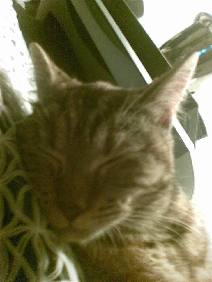 Huskat Sasha billede 10