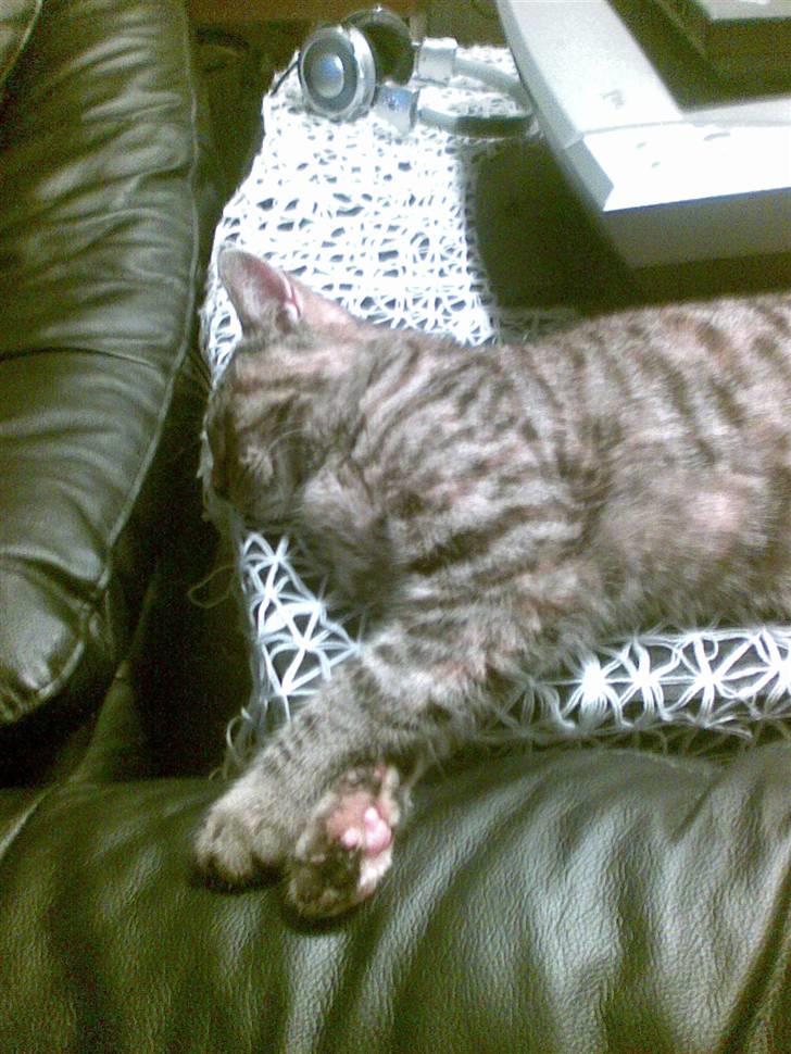 Huskat Sasha billede 11