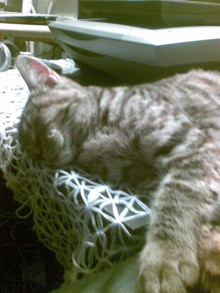 Huskat Sasha billede 12