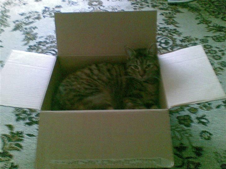 Huskat Sasha billede 13