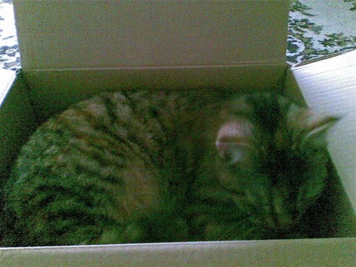 Huskat Sasha billede 14