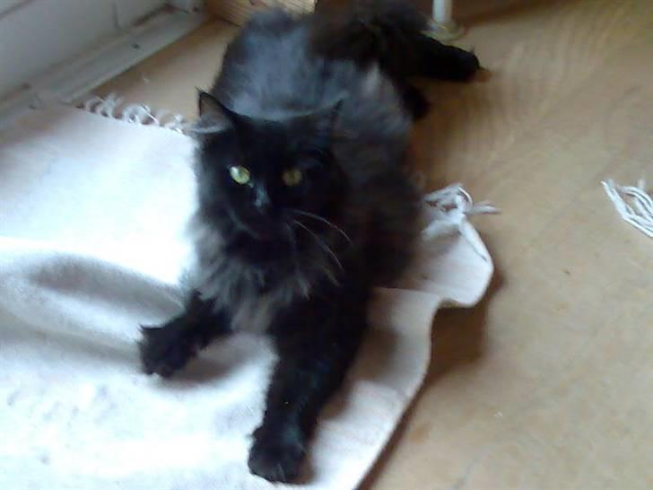 Maine Coon Mia R.I.P billede 7