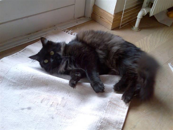 Maine Coon Mia R.I.P billede 8