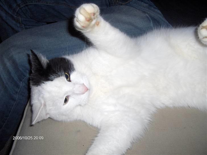 Huskat Uffe - R.I.P - Lige der er jeg rigtig fræk!!! billede 10