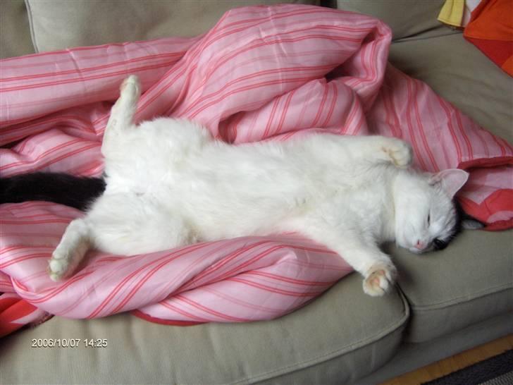 Huskat Uffe - R.I.P - Her er jeg meget tryg...:-) billede 11