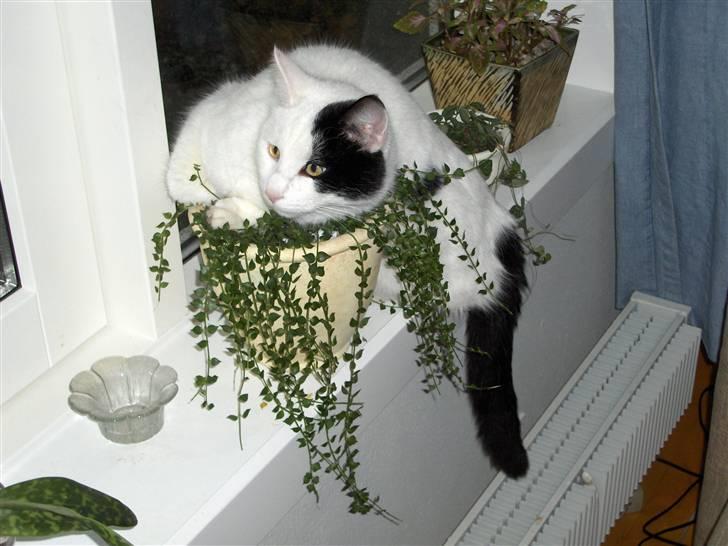 Huskat Uffe - R.I.P - Jeg gad ikke gå ud i regnvejret, så jeg fandt lidt grønt inde i stuen istedet... billede 12