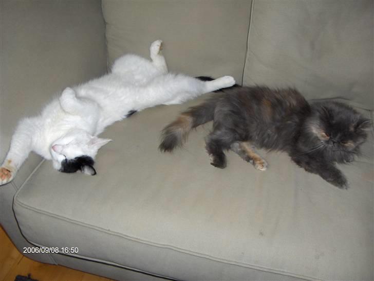 Huskat Uffe - R.I.P - Vi er meget trætte mig og Clara.... Tror vi lige havde været ude og rende... billede 13