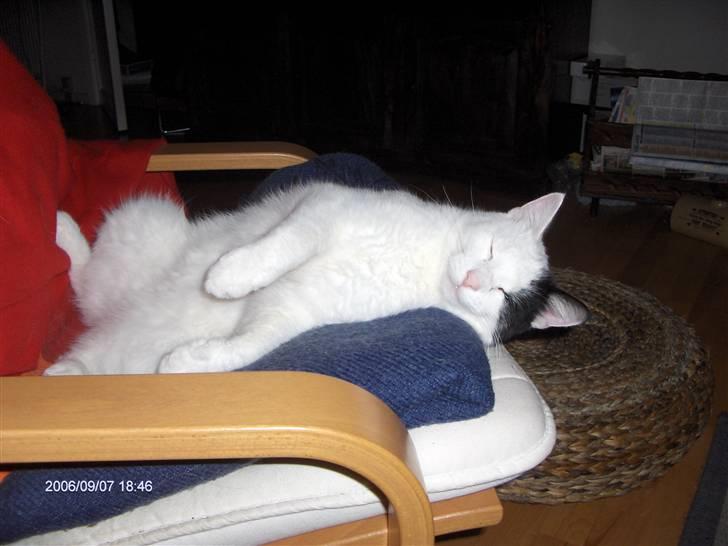 Huskat Uffe - R.I.P - Her er jeg også meget tryg... Sådan er jeg vist bare..... billede 14