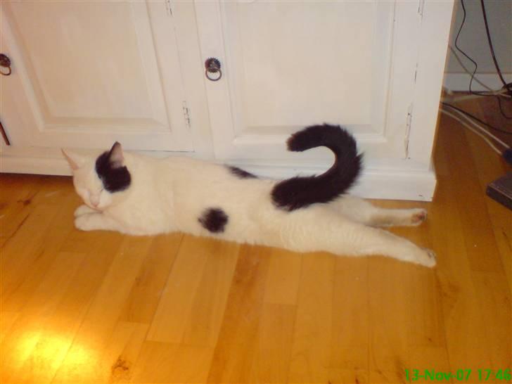 Huskat Uffe - R.I.P - Her ligger jeg sjovt igen, som jeg gør hver dag.... Jeg syntes det er meget normalt, men min mor kan stadig ikke stå for mig når jeg gør det....:-) billede 15