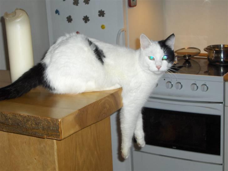 Huskat Uffe - R.I.P - Her er mor i køkkenet og laver mad til mig og Clara. Jeg ligger/sidder bare lige og venter på at hun bliver færdig.... billede 16