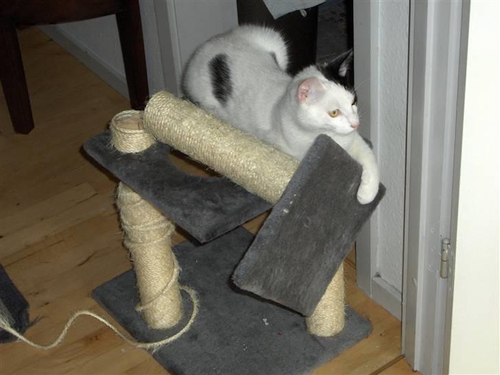 Huskat Uffe - R.I.P - Jeg var vist lidt vild den dag.... Det var sjovt at se mor da hun kom hjem og rystede på hovedet af mig... Jeg var lidt stolt kan jeg huske...:-) billede 17