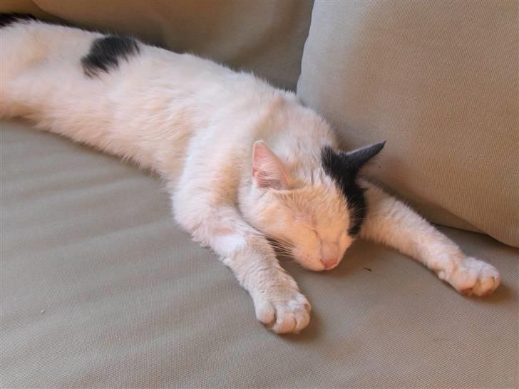 Huskat Uffe - R.I.P - Her slapper jeg også rigtig meget af i stuen... Tror Clara er ude.... billede 18