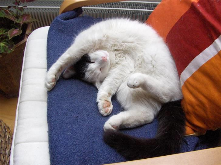 Huskat Uffe - R.I.P - Drømmer.... Zzzz... billede 19