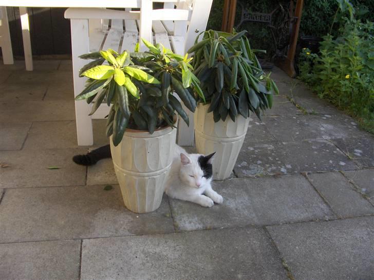 Huskat Uffe - R.I.P - Nyder det gode vejr...:o) billede 20