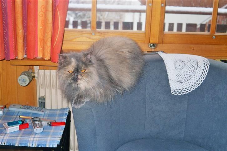 Perser Victoria-Hope Golden Stat - jeg lå altså lige og sov så gidder du...... billede 15