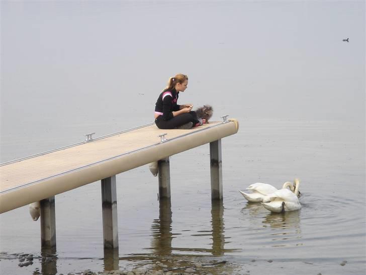 Perser Victoria-Hope Golden Stat - Er du sikker på at det her ikke er farligt? billede 16