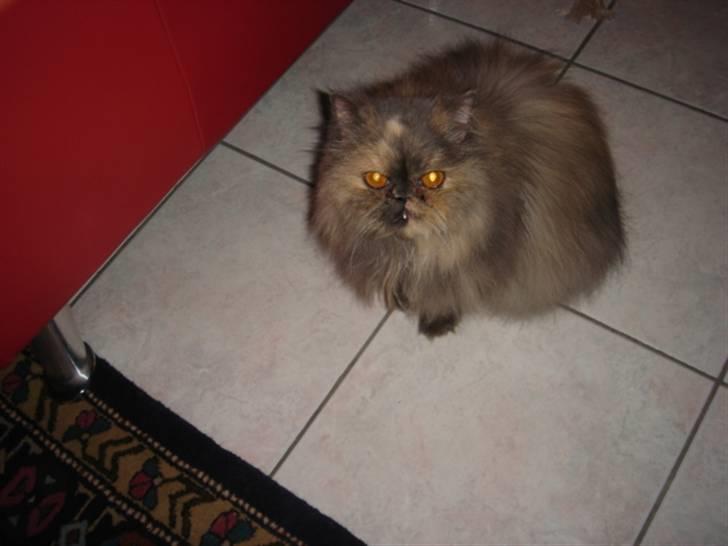 Perser Victoria-Hope Golden Stat - Er du nu ved at tage billeder igen? billede 17