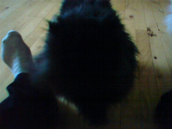 Perser frede billede 7