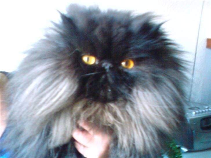 Perser frede billede 8