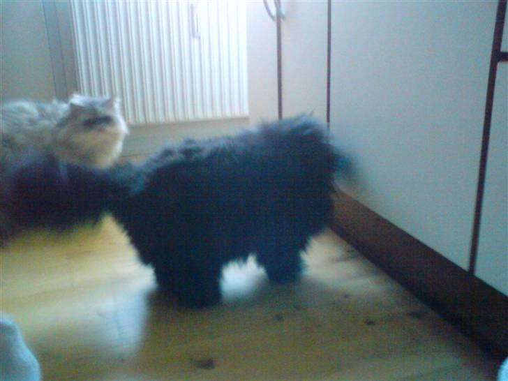 Perser frede billede 9