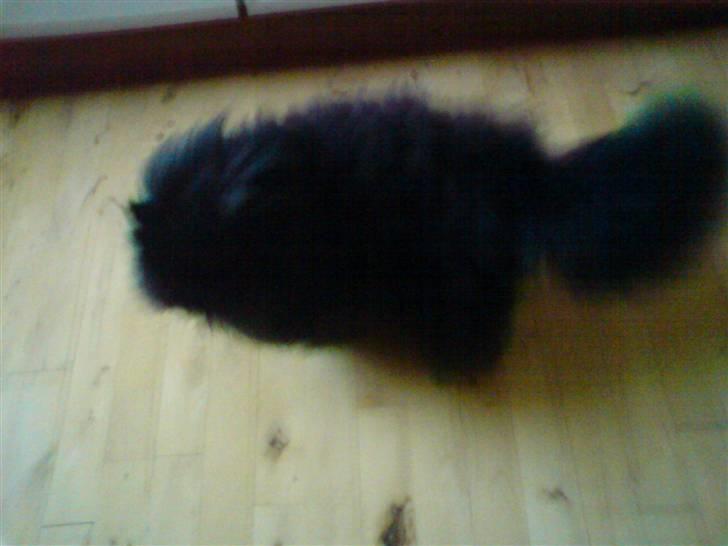 Perser frede billede 11