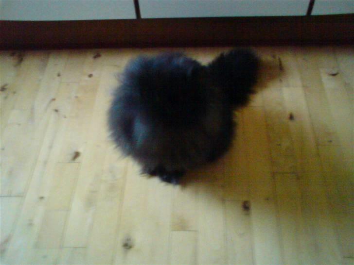 Perser frede billede 12