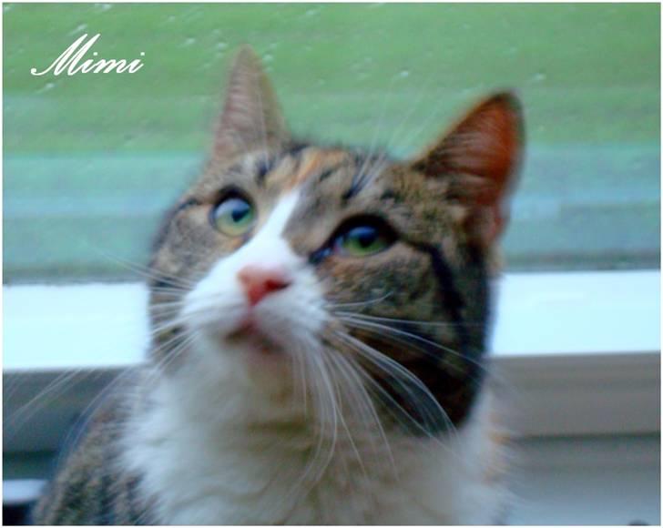 Blanding af racer Graugaards Mimi - Hej :p Velkommen til min profil!  billede 1