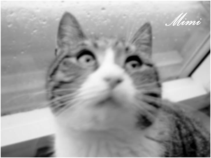 Blanding af racer Graugaards Mimi - Jeg sidder og kigger opad, og min mor tager selfølgelig et billede :o) billede 2