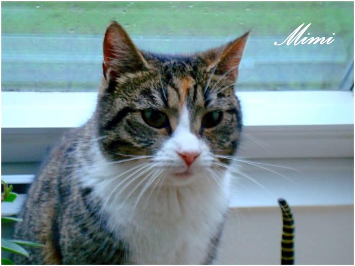 Blanding af racer Graugaards Mimi - Jeg er meget fotogen, efter min mening xD billede 3