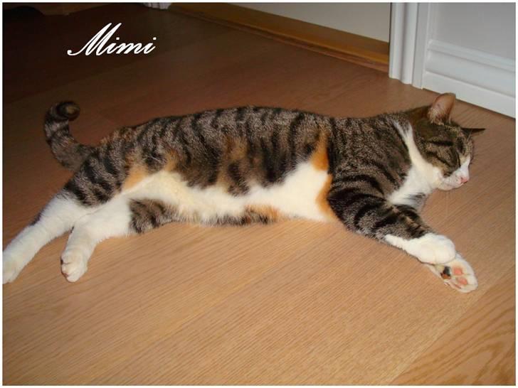 Blanding af racer Graugaards Mimi - Lidt gammelt xD Jeg har jo slanket mig, siden!  billede 4