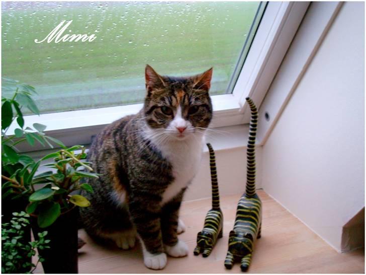 Blanding af racer Graugaards Mimi - Mor, kan bare ikke stå for mig 8D billede 5