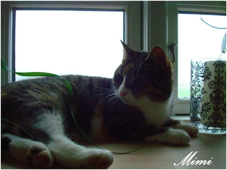 Blanding af racer Graugaards Mimi - Mor, siger aldrig nej , når jeg ligger i vinduet (: billede 6