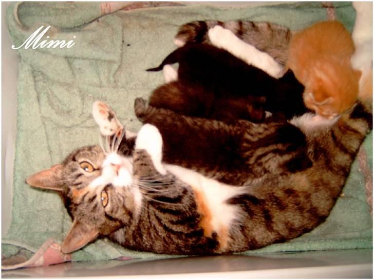 Blanding af racer Graugaards Mimi - Mig og mine killinger, i 2007. De vil stadig gerne have mig som mor! billede 7