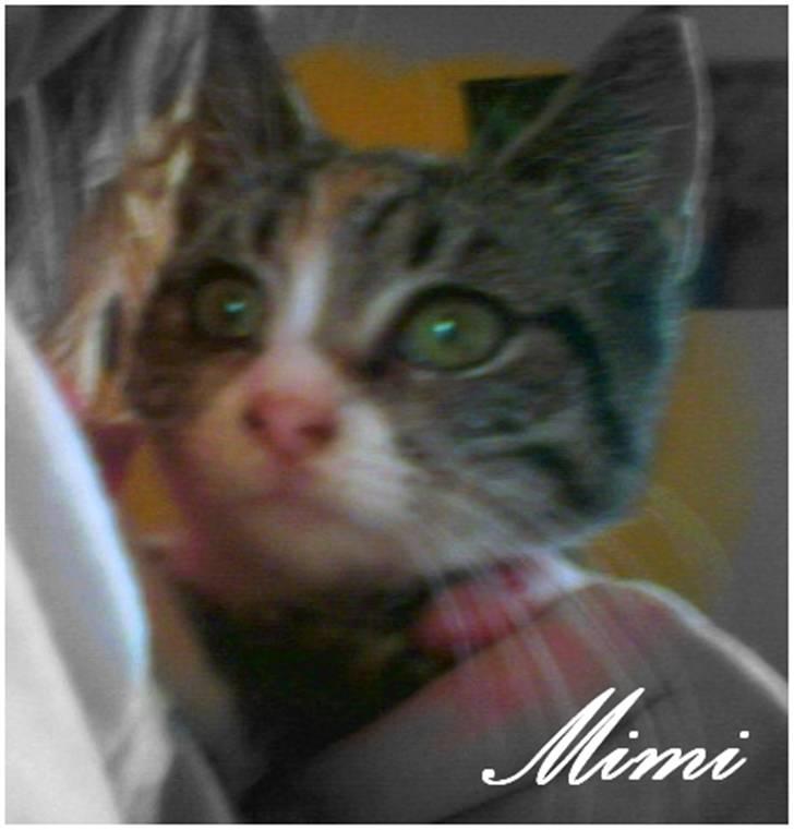 Blanding af racer Graugaards Mimi - Mig som en lille baby, Jeg tror ikke der findes størrer øjne xD billede 8