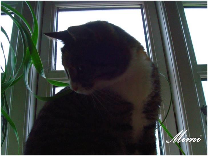 Blanding af racer Graugaards Mimi - Tsk xD Fjerner hun snart det kamera ? billede 9