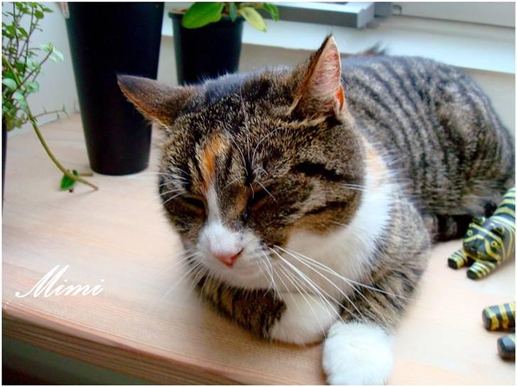 Blanding af racer Graugaards Mimi - Hmm, jeg ligger selfølgelig i vinduet, og ser træt ud (: billede 10