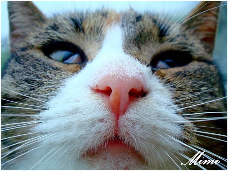 Blanding af racer Graugaards Mimi - Den her vinkel, får mig til at se tyk ud, moar?! billede 11