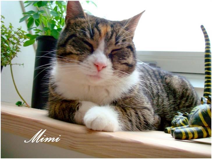 Blanding af racer Graugaards Mimi - 8D billede 12