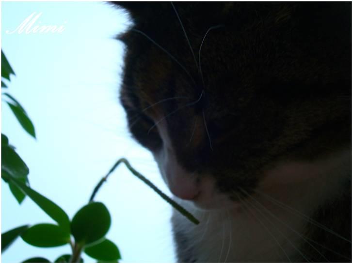 Blanding af racer Graugaards Mimi - Huhu , et dejligt blad, mums! Men ikke mens Moar kigger :o) billede 13