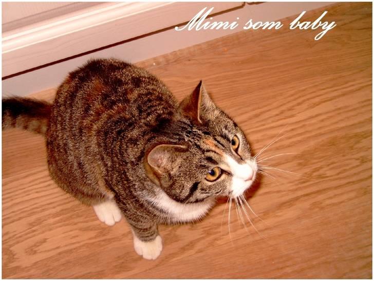 Blanding af racer Graugaards Mimi - Mig, som en liiiidt størrer baby 8) billede 14